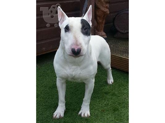 Αγγλικά bull terrier